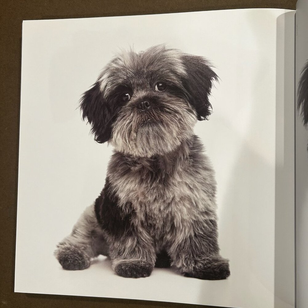 Rover: Wagmore Edition A Beautiful Large Coffee Table Book - Picture 4 of 8